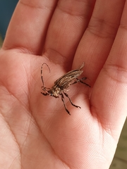 Hesychotypa subfasciata