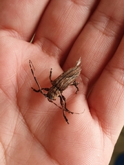 Hesychotypa subfasciata