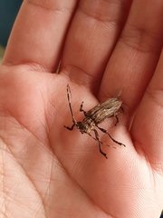 Hesychotypa subfasciata