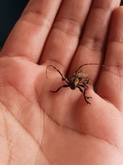 Hesychotypa subfasciata