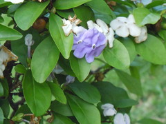 Brunfelsia australis