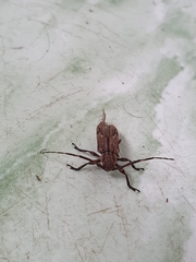 Hesychotypa subfasciata