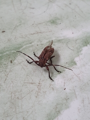 Hesychotypa subfasciata