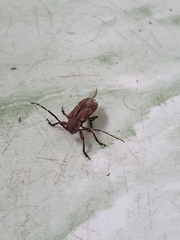 Hesychotypa subfasciata