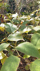 Mallotus paniculatus