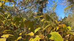 Mallotus paniculatus