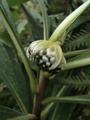 Edgeworthia chrysantha