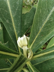 Edgeworthia chrysantha