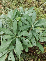 Edgeworthia chrysantha