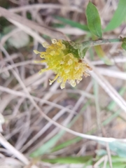 Edgeworthia chrysantha