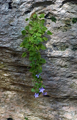 Campanula isophylla