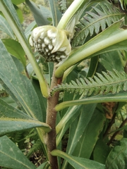 Edgeworthia chrysantha