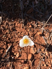 Crocus cancellatus mazziaricus