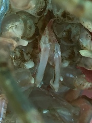 Procambarus spiculifer