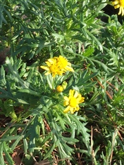 Senecio squalidus