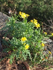 Senecio squalidus