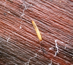 Uleiota planata