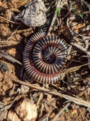 Ommatoiulus diplurus