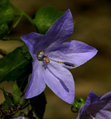 Campanula isophylla