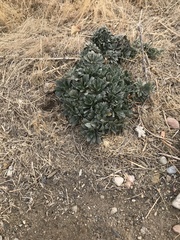 Petrophytum caespitosum