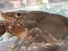 Procambarus spiculifer