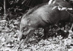 Sus scrofa vittatus