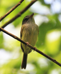 Oncostoma cinereigulare