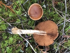 Cortinarius laniger
