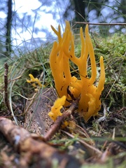 Calocera viscosa