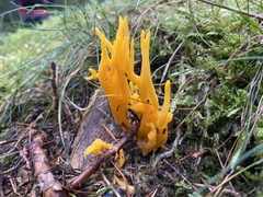 Calocera viscosa