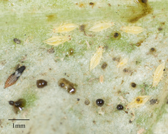 Heliothrips haemorrhoidalis