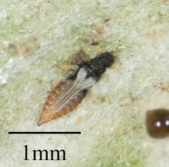Heliothrips haemorrhoidalis