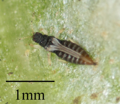 Heliothrips haemorrhoidalis
