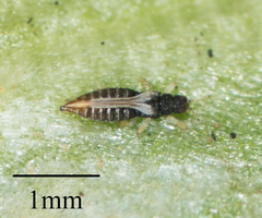 Heliothrips haemorrhoidalis