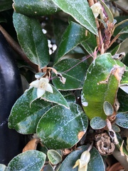 Elaeagnus reflexa