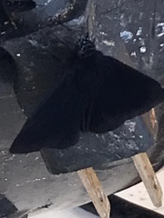 Ephyriades