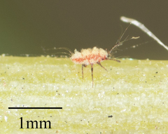 Margarodidae