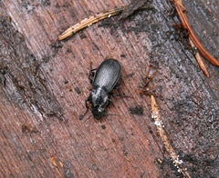 Pterostichus aethiops