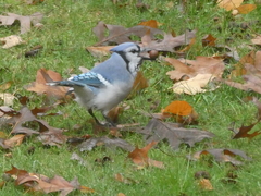 Cyanocitta cristata bromia