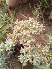 Helichrysum litorale