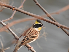 Emberiza elegans