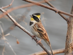 Emberiza elegans