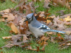 Cyanocitta cristata bromia