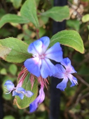Ceratostigma