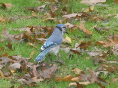 Cyanocitta cristata bromia