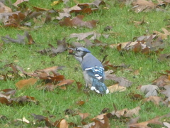 Cyanocitta cristata bromia