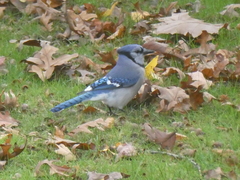 Cyanocitta cristata bromia