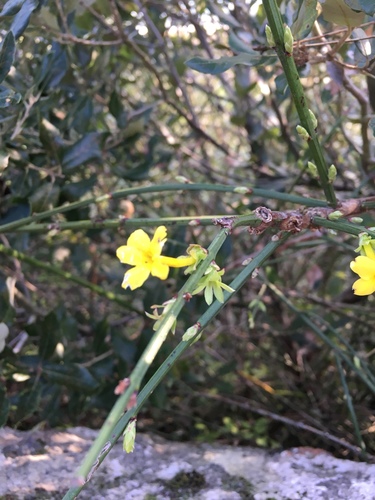 Jasminum nudiflorum
