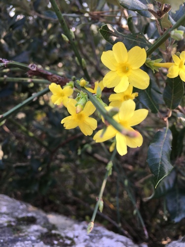 Jasminum nudiflorum