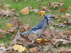 Cyanocitta cristata bromia